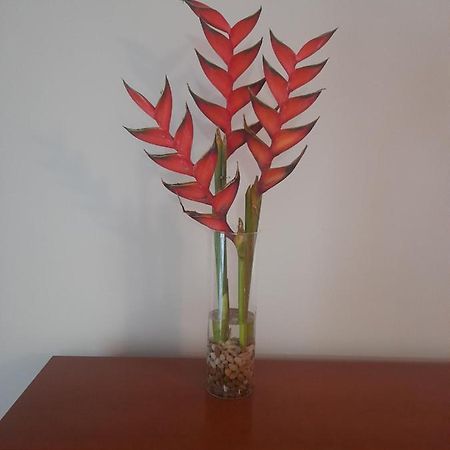 Recanto Da Madeira. Apartman Ribeira Brava Kültér fotó